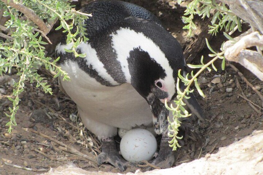 Full-day excursion to Punta Tombo Natural Penguin Park