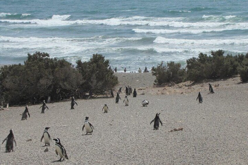 Full-day excursion to Punta Tombo Natural Penguin Park