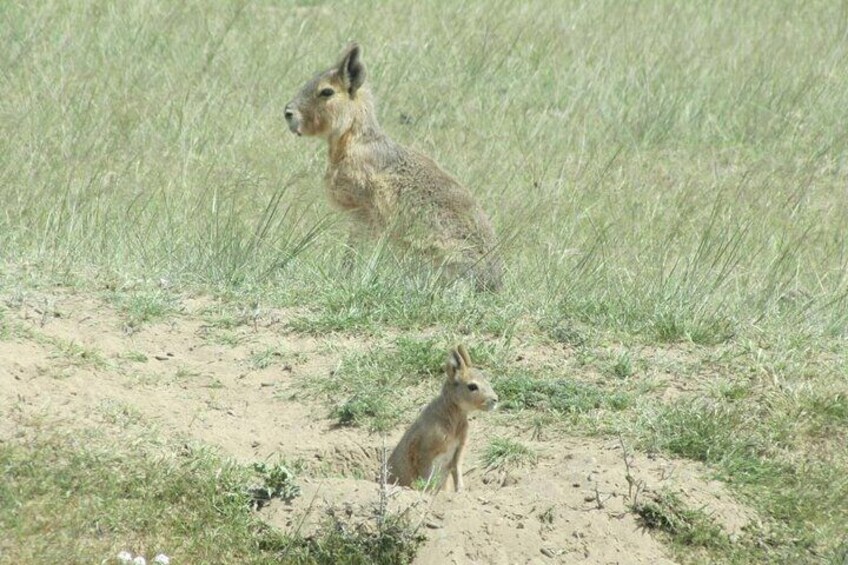 Patagonian Mara