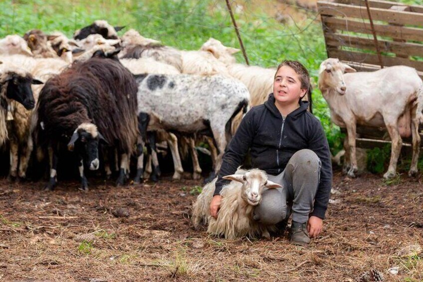 Day with the Shepherd and Lunch in Arzana