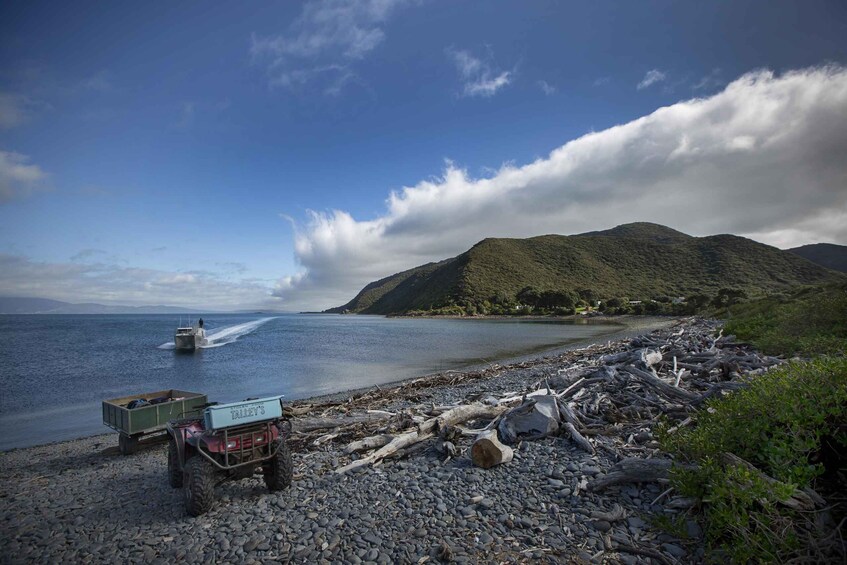 Picture 1 for Activity Kapiti Island: Classic Guided Day Tour