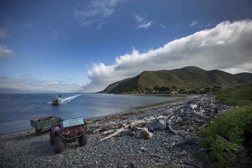 Picture 1 for Activity Kapiti Island: Classic Guided Day Tour