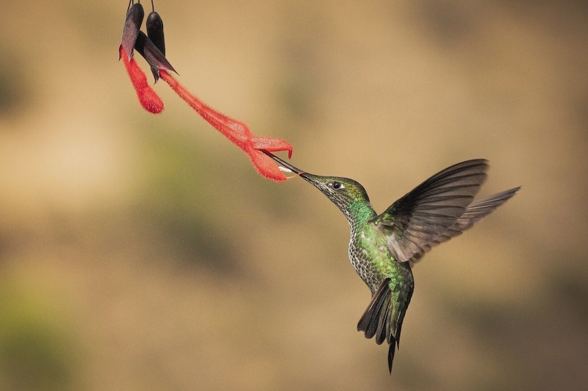 Abra Malaga birdwatching from Ollantaytambo