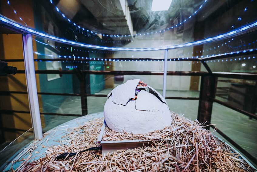 Picture 4 for Activity Dinosauria Park and Planetarium Admission Ticket
