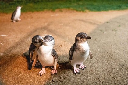 From Melbourne: Phillip Island Penguin Parade Express Tour