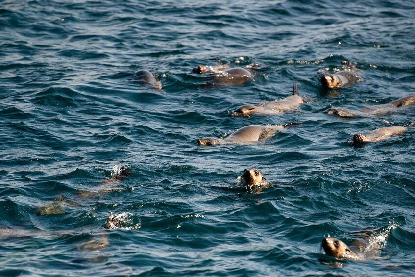 Picture 2 for Activity From Melbourne: Phillip Island Penguin Parade Express Tour