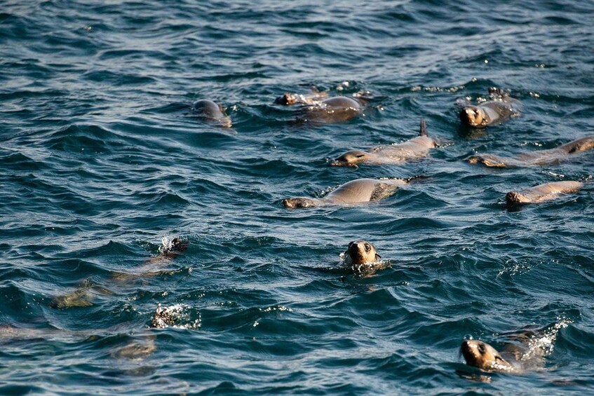 Picture 2 for Activity From Melbourne: Phillip Island Penguin Parade Express Tour