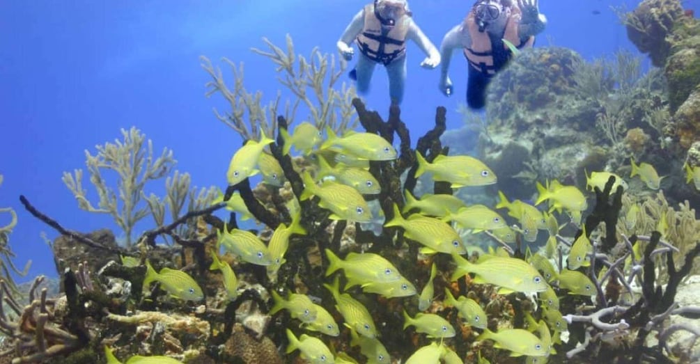 Cancun: Cancun Cenote Tour & Snorkeling