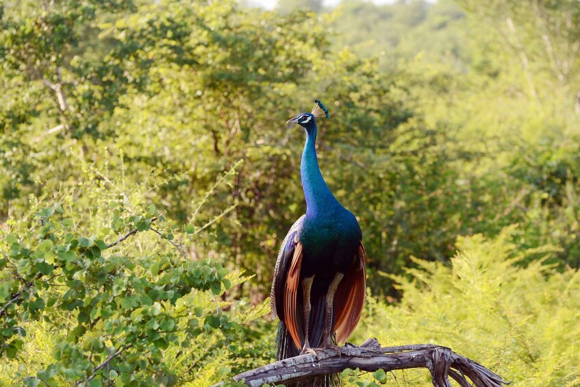 Wilpattu National Park Safari Tour from Dambulla