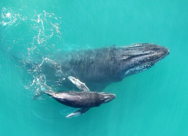 Drake Bay: Dolphin and Whale Watching Tour