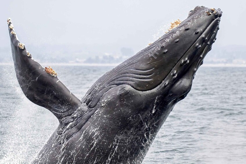 Picture 4 for Activity Drake Bay: Dolphin and Whale Watching Tour