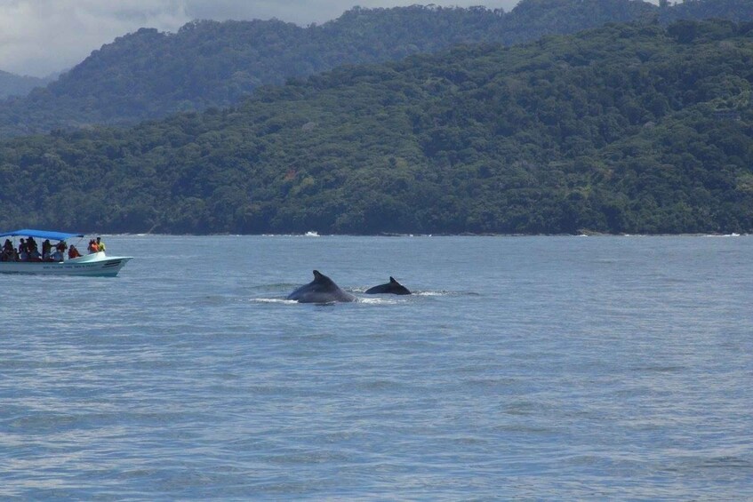 Picture 2 for Activity Drake Bay: Dolphin and Whale Watching Tour