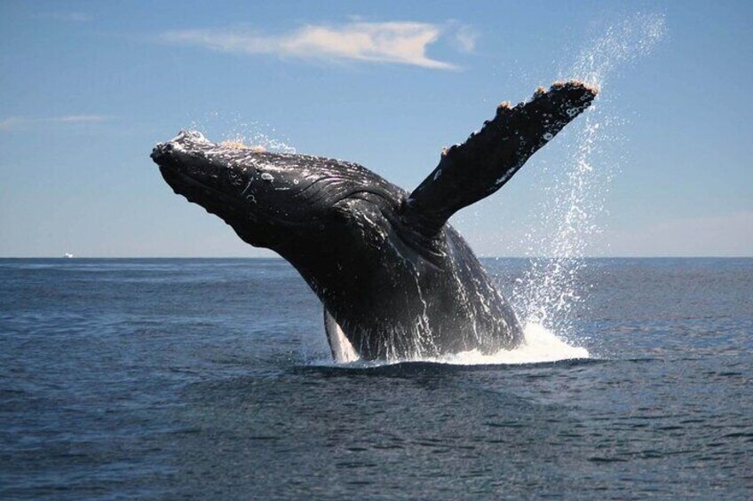 Half-Day Whale Watching Tour from Burnett Heads with Lunch