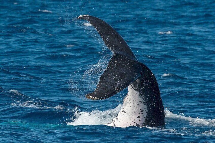 Half-Day Whale Watching Tour from Burnett Heads with Lunch