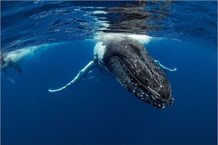 Half-Day Whale Watching Tour from Burnett Heads with Lunch