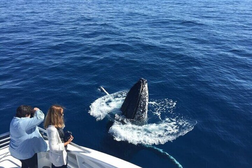 Half-Day Whale Watching Tour from Burnett Heads with Lunch