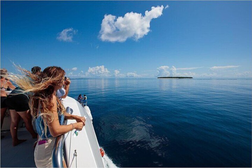 Watching for Dolphins and Manta Rays