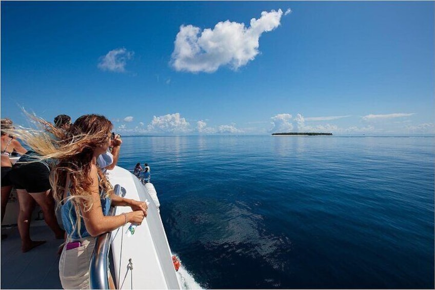 Watching for Dolphins and Manta Rays