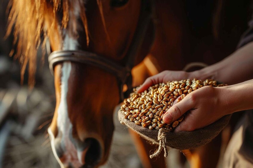 Picture 1 for Activity Torremolinos: Guided tour to stables of El Ranchito