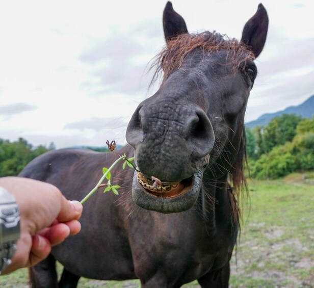 Picture 7 for Activity Torremolinos: Guided tour to stables of El Ranchito