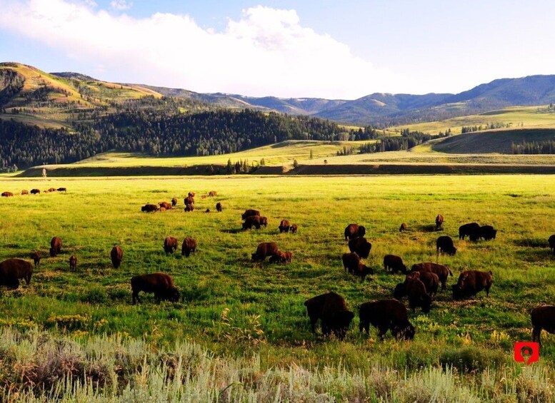 Picture 2 for Activity Yellowstone & Grand Teton: Epic National Park Driving Tour