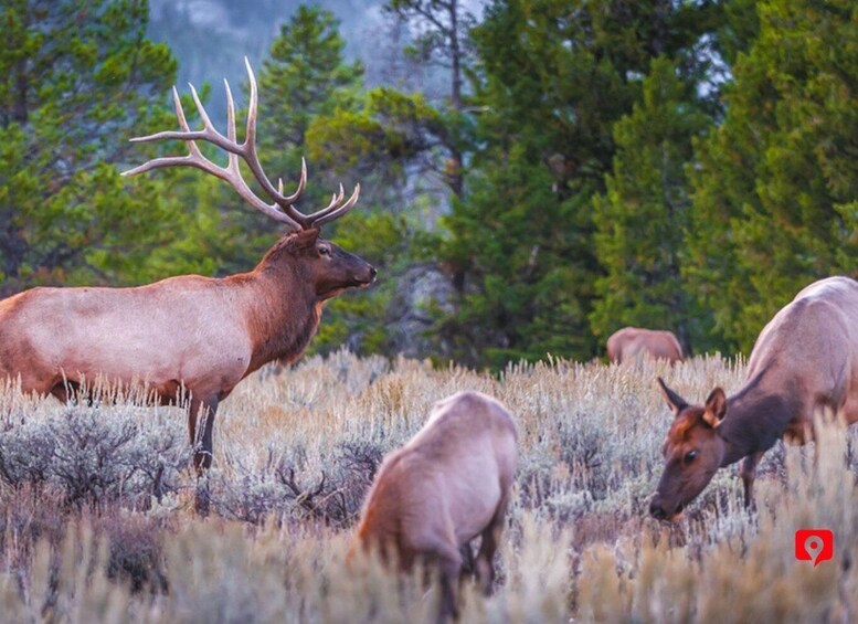 Picture 12 for Activity Yellowstone & Grand Teton: Epic National Park Driving Tour