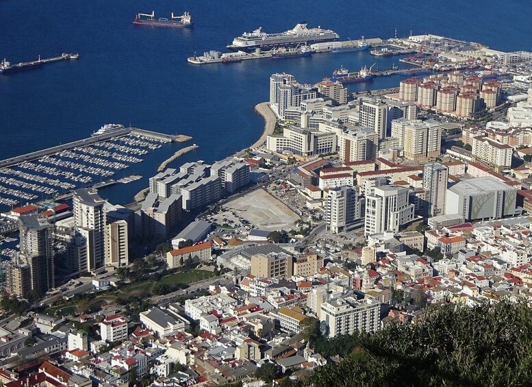 Picture 7 for Activity From Costa del Sol: Gibraltar Dolphin Watching by Boat