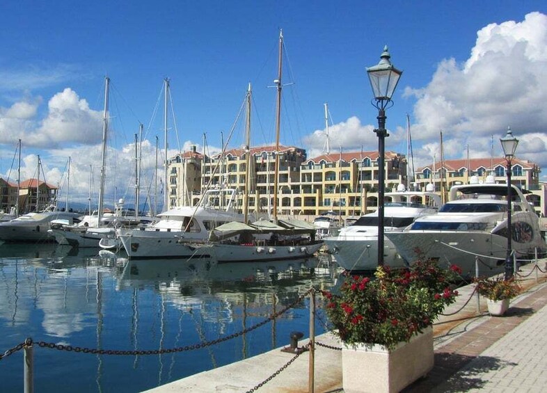 Picture 4 for Activity From Costa del Sol: Gibraltar Dolphin Watching by Boat