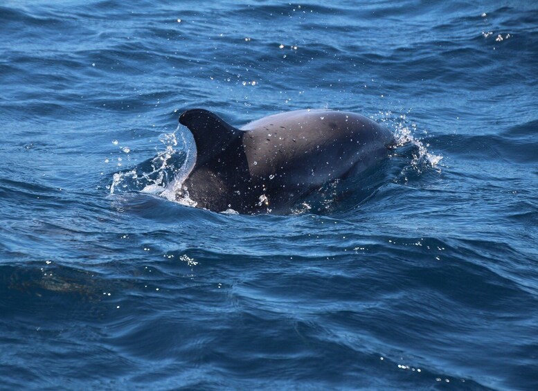 Picture 5 for Activity From Costa del Sol: Gibraltar Dolphin Watching by Boat