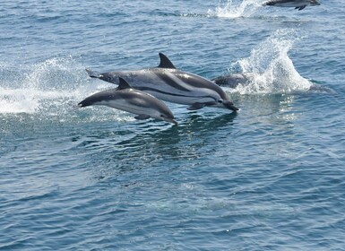 Desde la Costa del Sol: Gibraltar Avistamiento de Delfines en Barco