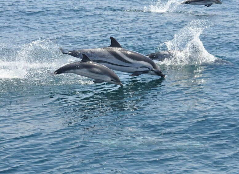 From Costa del Sol: Gibraltar Dolphin Watching by Boat