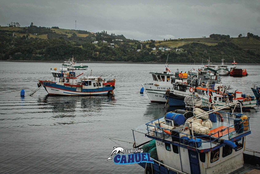 Picture 5 for Activity Inner Coast of Chiloé: Road and Sea.