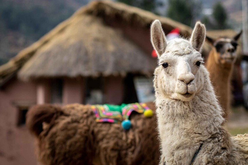 Picture 2 for Activity Private tour from Cusco | Llama Treking + Healing with Clay