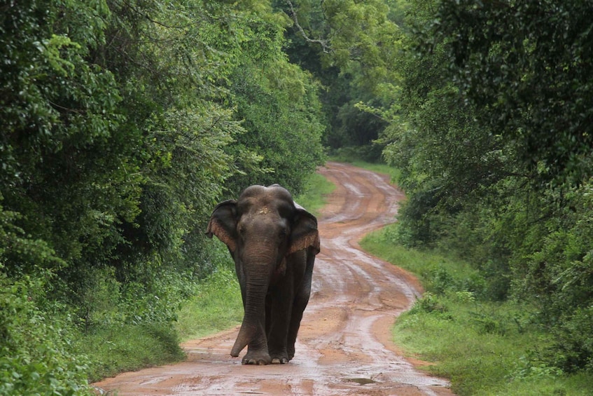 Picture 4 for Activity From Colombo/Negombo: Wilpattu National Park 4x4 Safari Tour