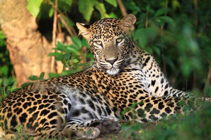 Desde Colombo/Negombo: tour de safari en 4x4 por el Parque Nacional Wilpatt...