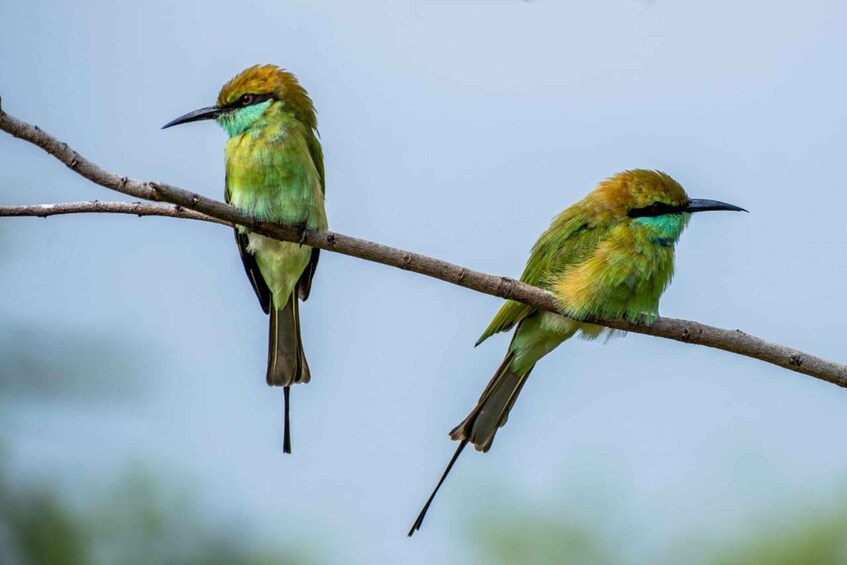 Picture 6 for Activity From Colombo/Negombo: Wilpattu National Park 4x4 Safari Tour