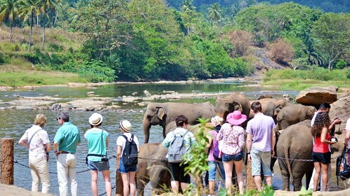 Excursión de un día a Kandy Pinnawala desde Bentota y Kalutara