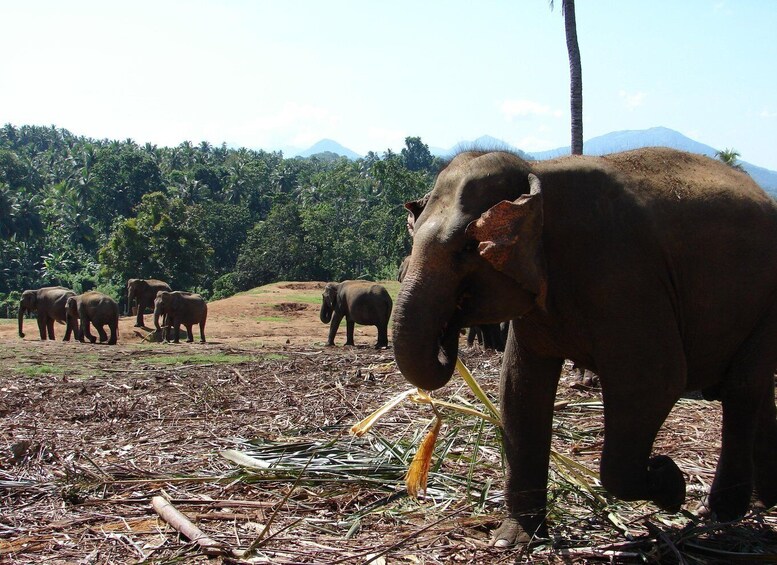 Picture 9 for Activity Kandy Pinnawala full day tour from Bentota and Kalutara