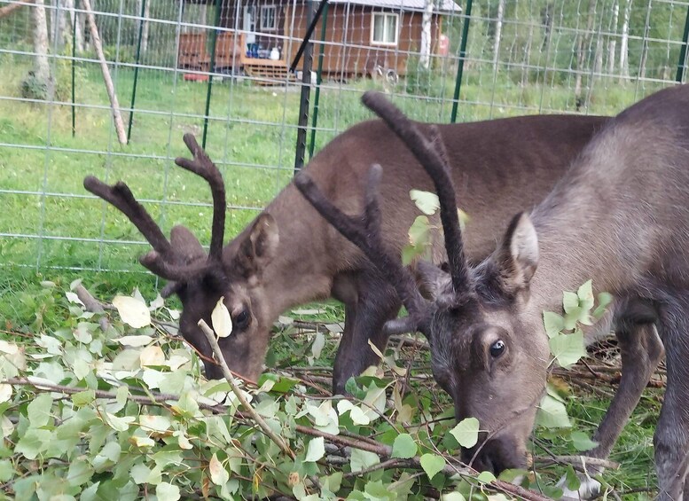 Picture 7 for Activity Talkeetna: The Reindeer Grove Homestead Tour and Forage