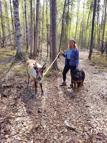Talkeetna: The Reindeer Grove Homestead Tour and Forage