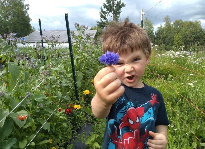 Picture 2 for Activity Talkeetna: The Reindeer Grove Homestead Tour and Forage