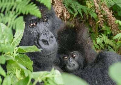 Rwanda: 2 Days Gorilla trekking Safari and Kigali City Tour