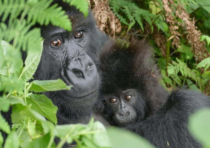 Picture 6 for Activity Rwanda: 2 Days Gorilla trekking Safari and Kigali City Tour