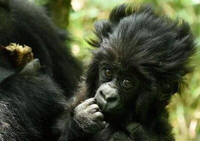 Rwanda: 2 Days Gorilla trekking Safari and Kigali City Tour