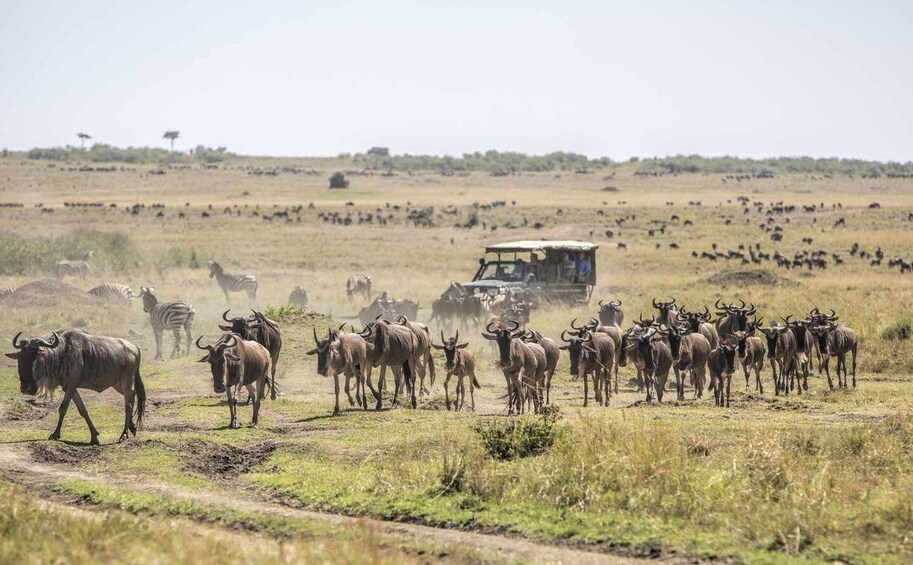 Picture 3 for Activity 4 Days 3 nights Maasai Mara horse riding Safari