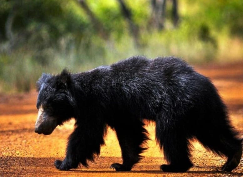 Picture 4 for Activity From Udawalawe: Safari at Udawalawe National Park