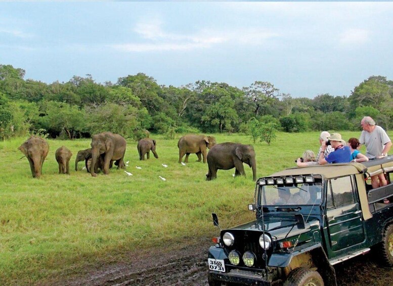 Picture 3 for Activity From Udawalawe: Safari at Udawalawe National Park