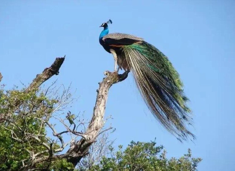 Picture 1 for Activity From Udawalawe: Safari at Udawalawe National Park