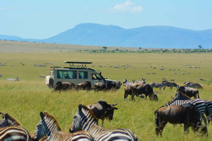 Picture 4 for Activity 12 Days Kenya And Tanzania Luxury Safari