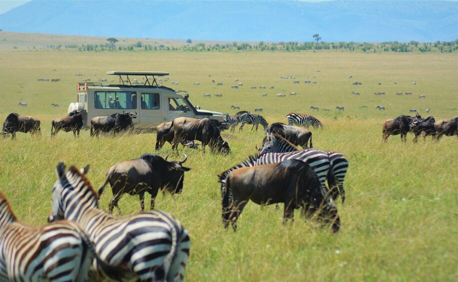 Picture 5 for Activity 12 Days Kenya And Tanzania Luxury Safari